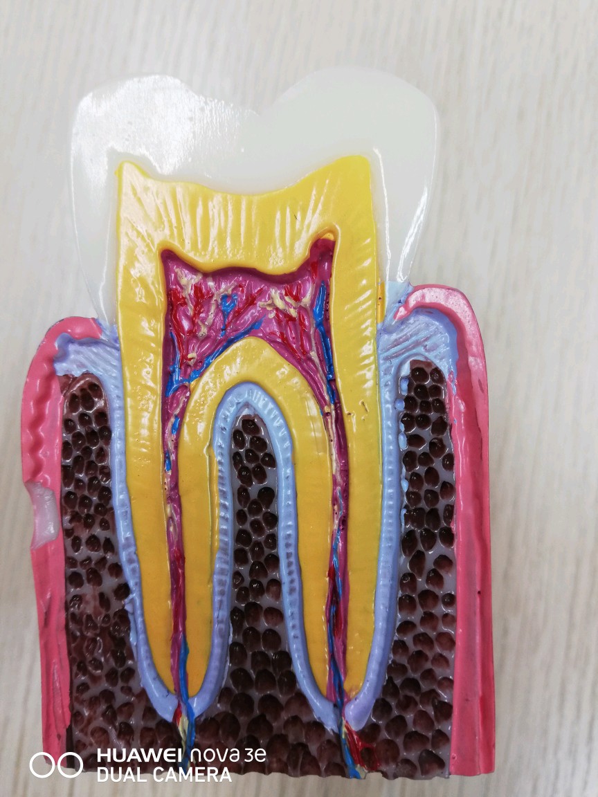 牙齿是怎么被"虫子"吃掉的