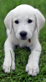 贺辉-妇科-深圳市光明新区人民医院-就医160网