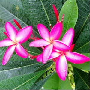 叶文亭-中医科-深圳市宝安区中心医院(原深圳市