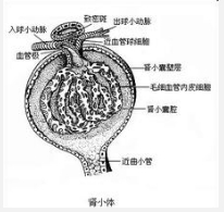 急性肾小管坏死