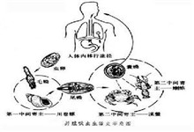 脑型肺吸虫病