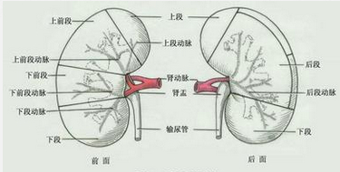 肾动脉栓塞