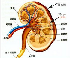肾髓质囊性病