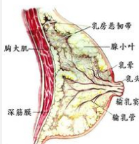 急性化脓性乳腺炎