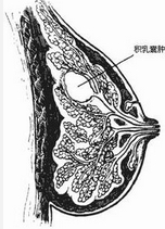 易发部位 乳房 易发季节 四季 易发人群 不限 检查项目 常见症状