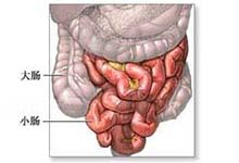   常见症状:  简介              小肠在腹腔内占据的位置