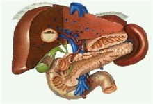 细菌性肝脓肿_疾病库_疾病查询_疾病大全_就