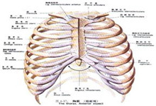 疾病详情  所属科室:外科心胸外科骨科 易发部位: 胸部,肋骨