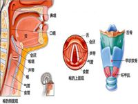 疾病 疾病库 疾病详情 所属科室:外科耳鼻喉科 易发部位:咽喉