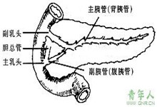 胰腺分裂