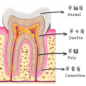 【爱牙漫画】牙齿是如果发育组成的?