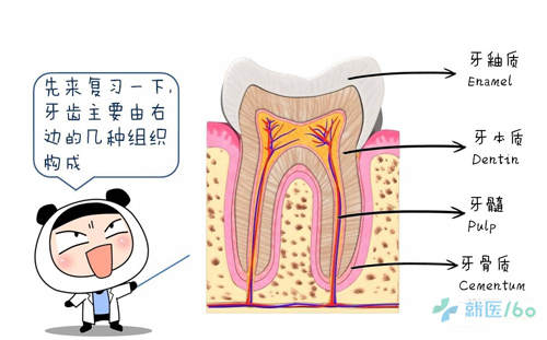 一颗牙齿的成长大曝光_健康资讯_就医160网_网上预约挂号统一平台