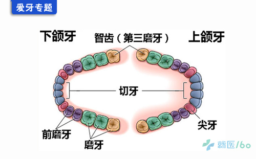 不需要拔的智齿图片_正常的智齿图片