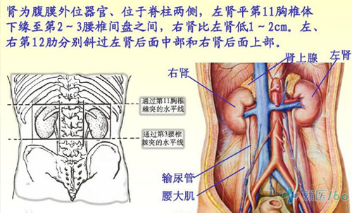 保护肾脏,积极预防尿毒症与糖尿病