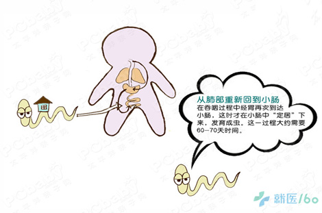 感染蛲虫的小儿可以见到肛门,会阴部瘙痒及睡眠不安.