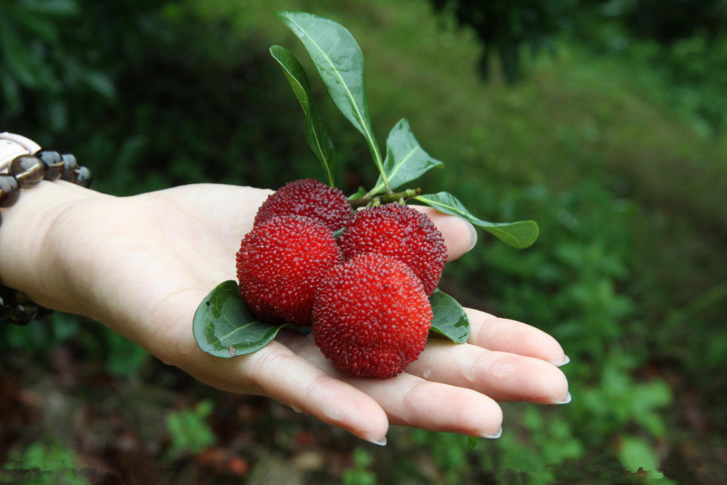 减肥,水果也不能多吃_健康资讯_就医160网_网