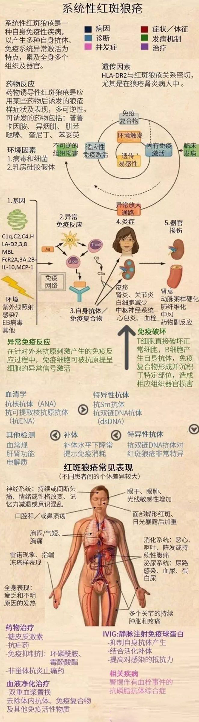 一图看懂系统性红斑狼疮_健康160_全心全意为中国人的