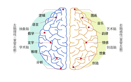 法国男子大脑消失过半,为何还能正常上班?_健
