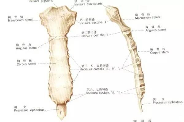 4,尾骨:支撑和定位脊柱
