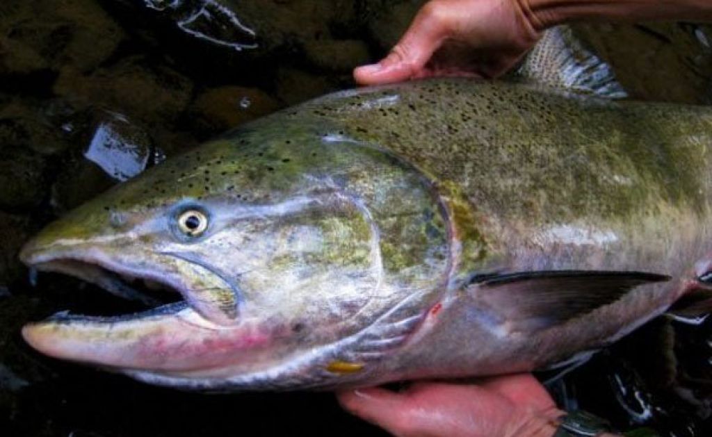 油鱼冒充大马哈鱼 吃完腹泻漏油