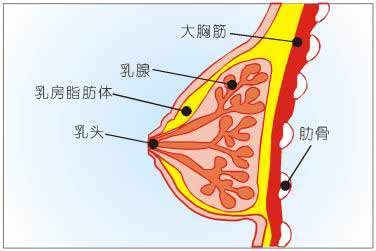 乳腺增生,体检单上超高的检出率,竟不是病