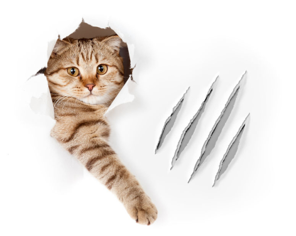 猫抓热:你跟喵星人都应该知道的几件事!