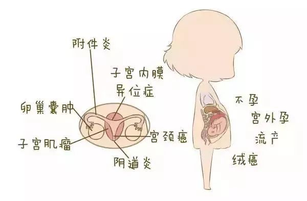 这个时期身体内的雌性激素会不断增加,出现第二性征和生长加速,来