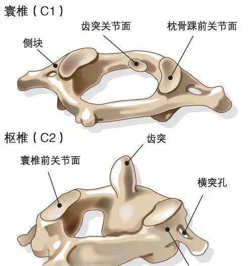 2颈椎没有椎体,第7颈椎的棘突特别长,是体表定位标志,呈椭圆形,横突