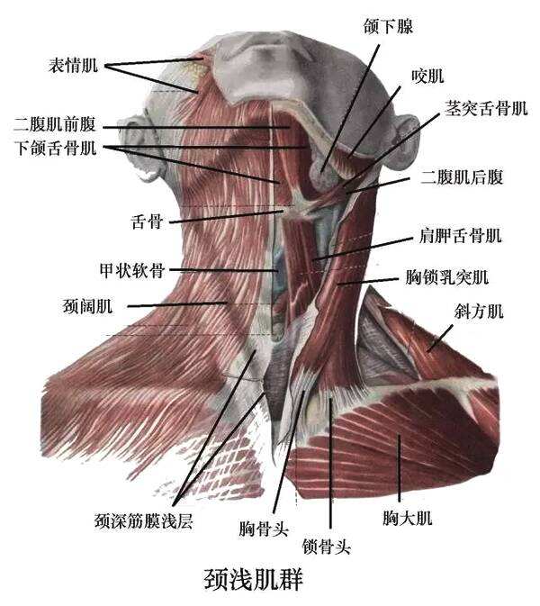 颈部肌肉(正面观)