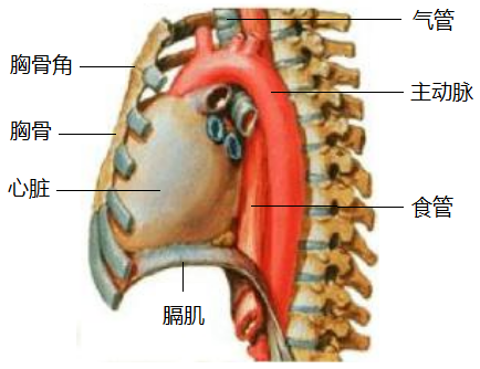 纵隔这个位置对许多人来说都有些陌生,纵隔实际上是一间隙,前为胸骨