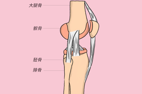 膝的主要内部组成结构为半月板,以及四条韧带.膝关节位于我们人体大
