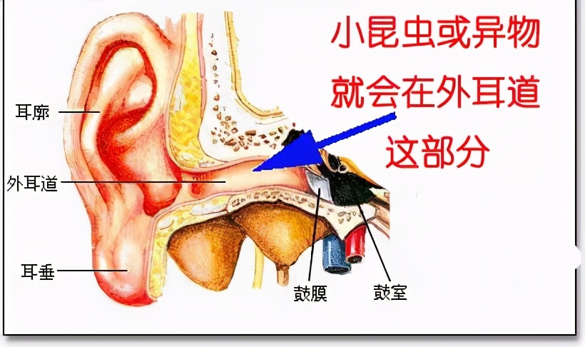 教育小孩不要将细小的物体放入外耳道内,小孩在玩耍细小的东西时尤其