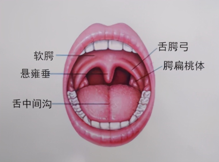 扁桃体主要指的是位于嘴巴深处,肉眼可见的颚扁桃体,它位于软腭的两侧