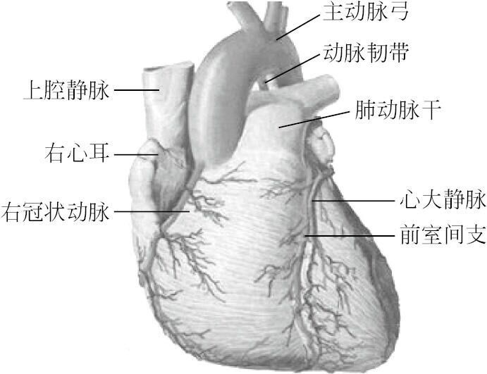 图1-1 心脏外形