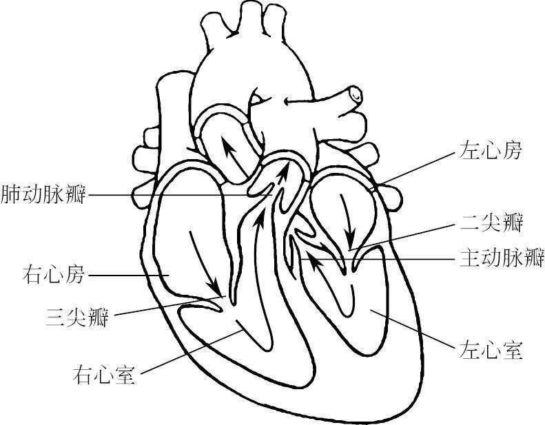 李寰教授你的心脏什么样