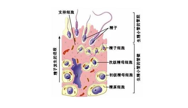 从一个精原细胞发育成为成熟的精子约需90天的时间.