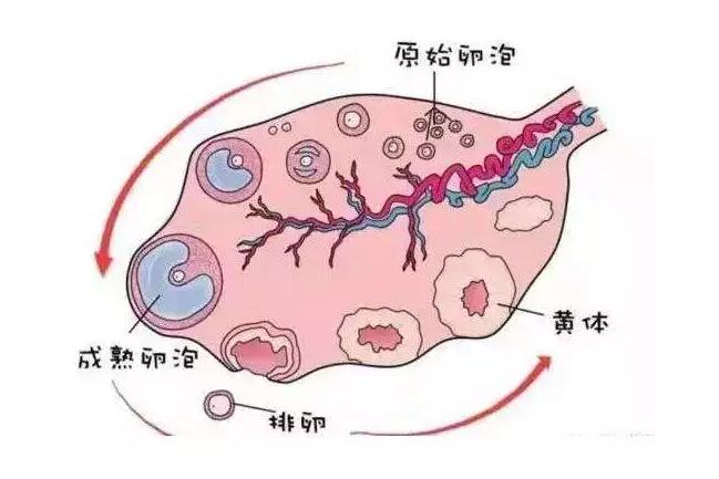 【孕育指南】女性卵巢功能衰退,还能正常怀孕吗?