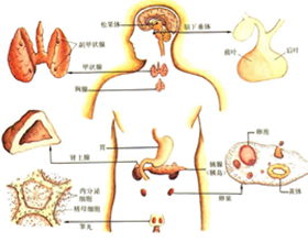 海洋软体动物神经内分泌学的研究进展