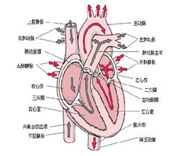 心血管内科