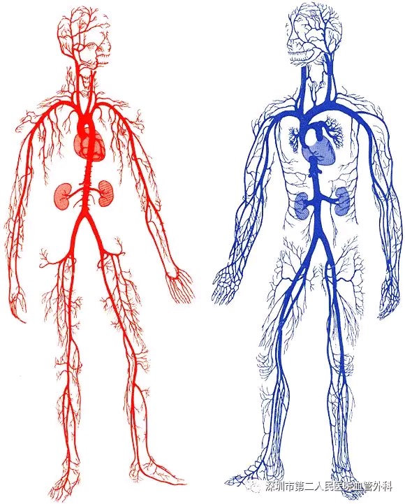 认识我们的血管——动脉