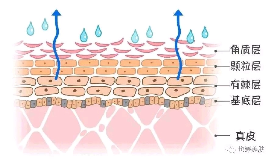 可以在變化不定的外界環境中保持皮膚水分,防止體內水分蒸發,抵禦外界
