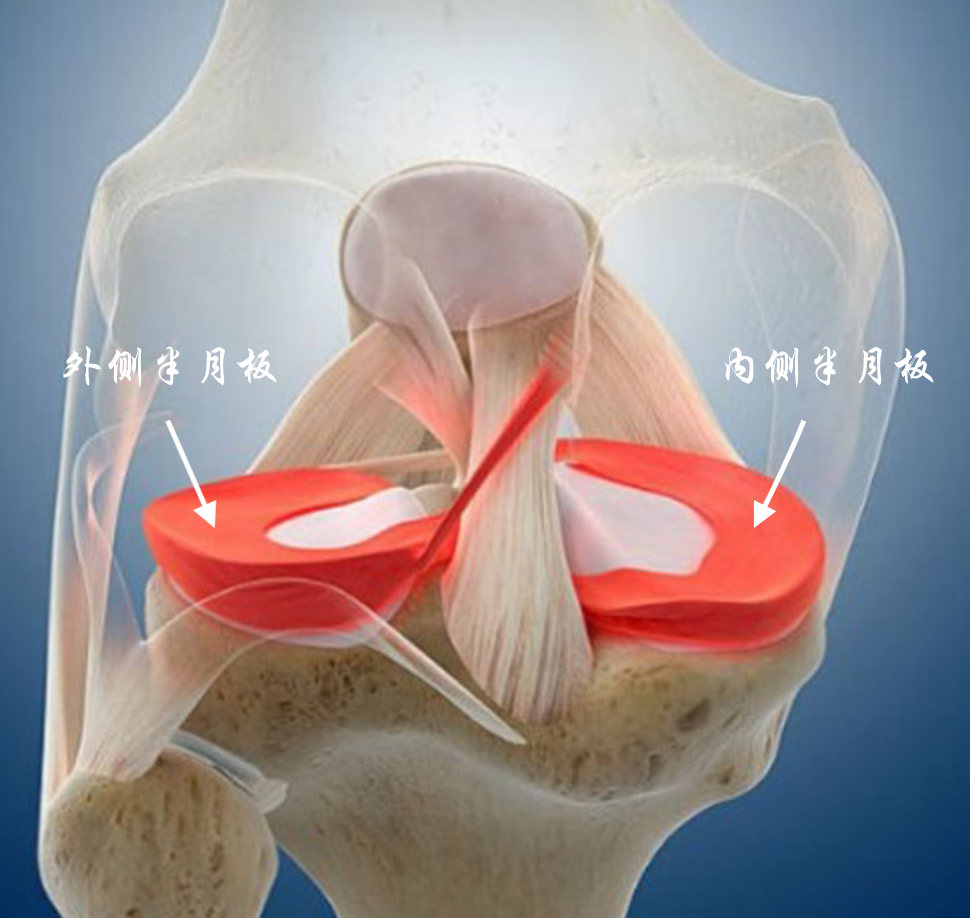 半月板是人体膝关节腔中间一个半月形的纤维软骨的结构.