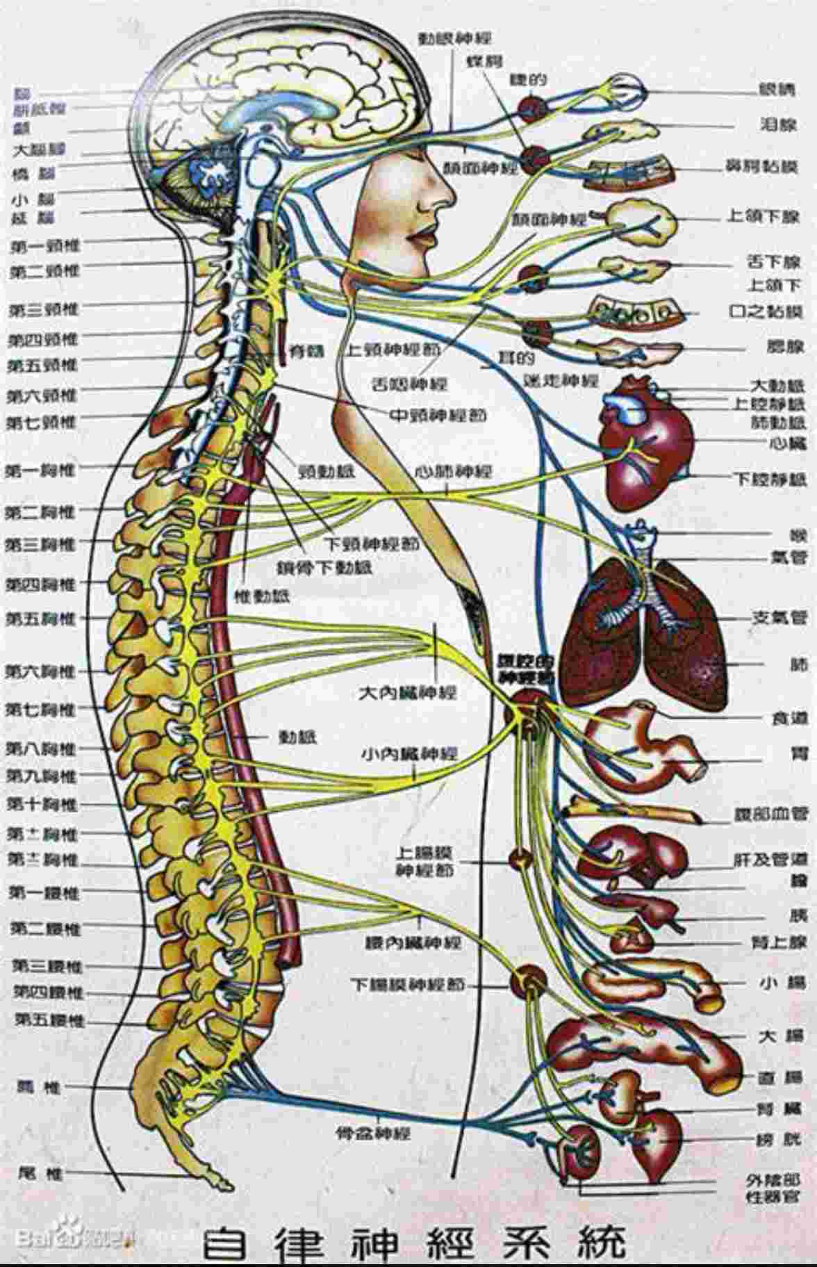 人体脊柱全息图高清图片