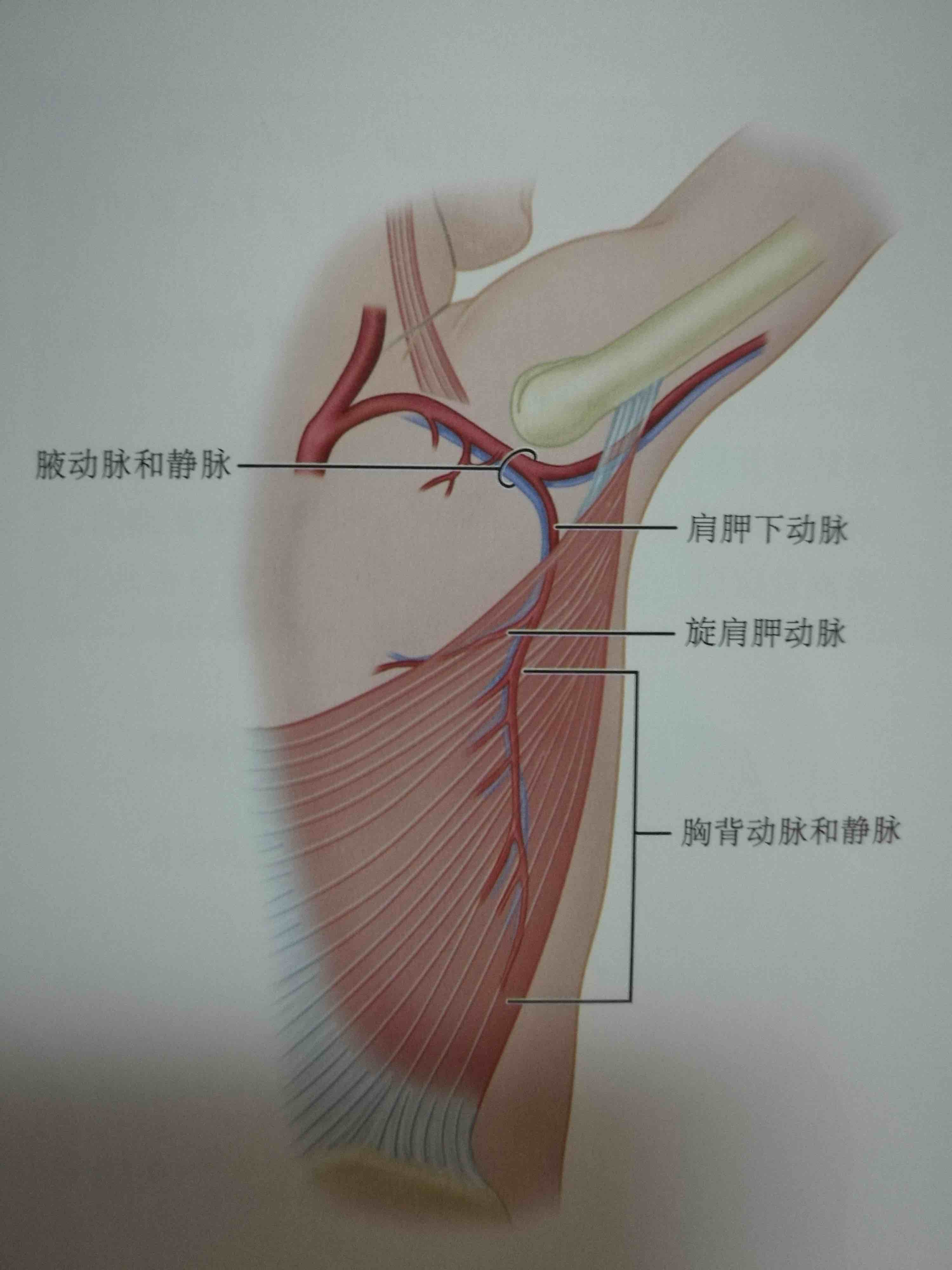 背阔肌kiss皮瓣设计图片