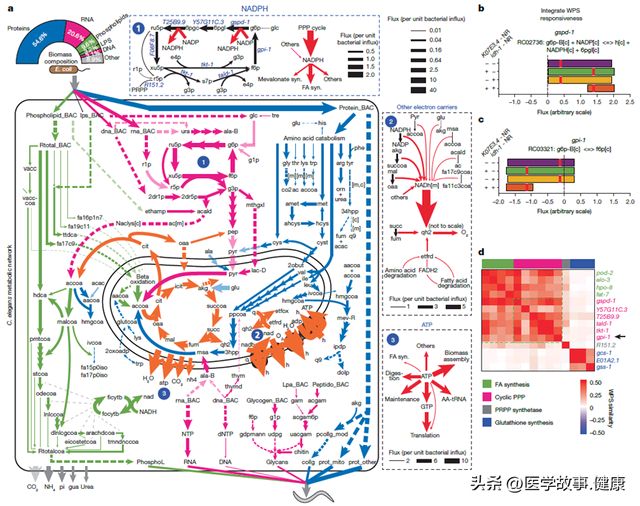 《自然》：重新理解代谢活动！代谢网络两大核心难题解读！
