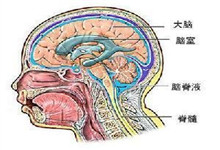 外伤性脑脊液漏