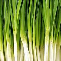 韭菜诚可贵,春韭价更高