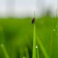 雨后草地玩耍  小心恙虫病