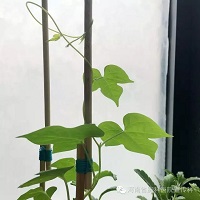 长在身体里的“常青藤”