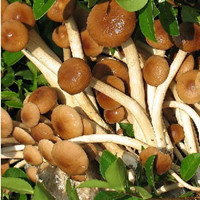 养颜抗衰老的茶树菇，你造吗?